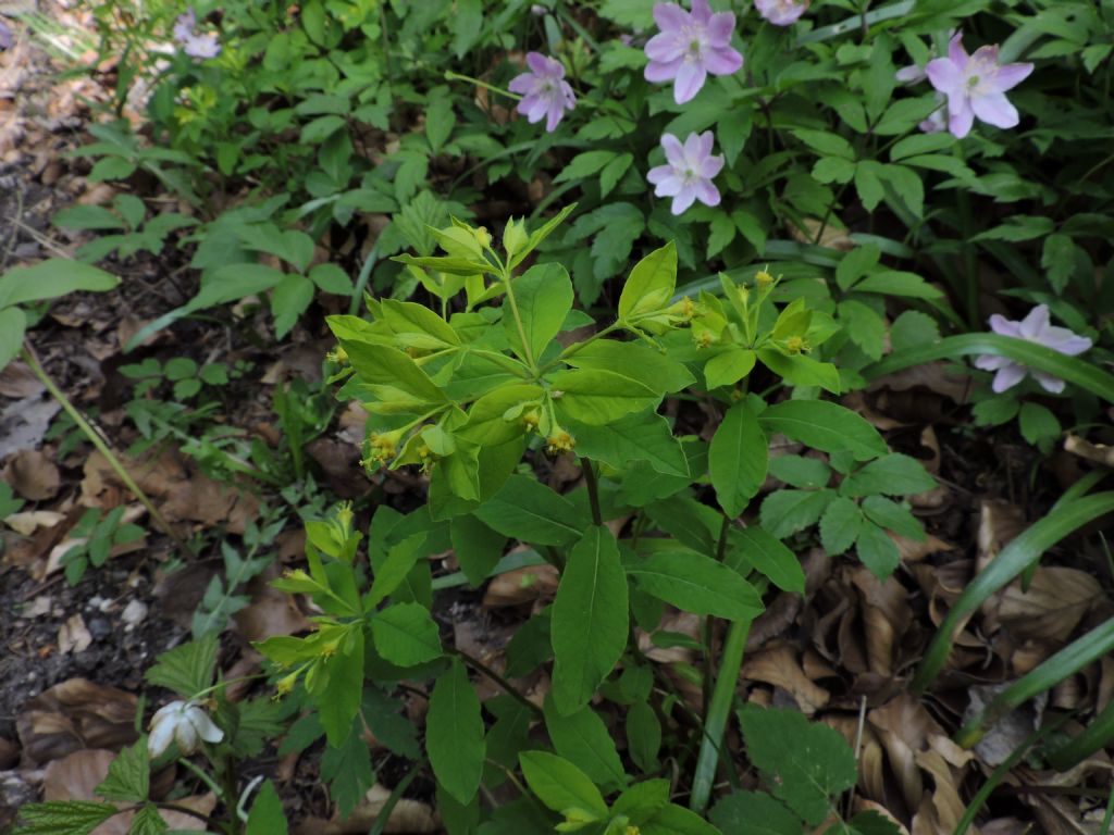 Euphorbia carniolica / Euphorbia penzola